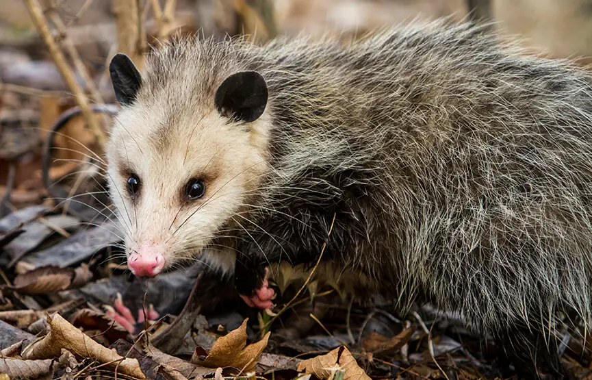 Opossum sedang makan