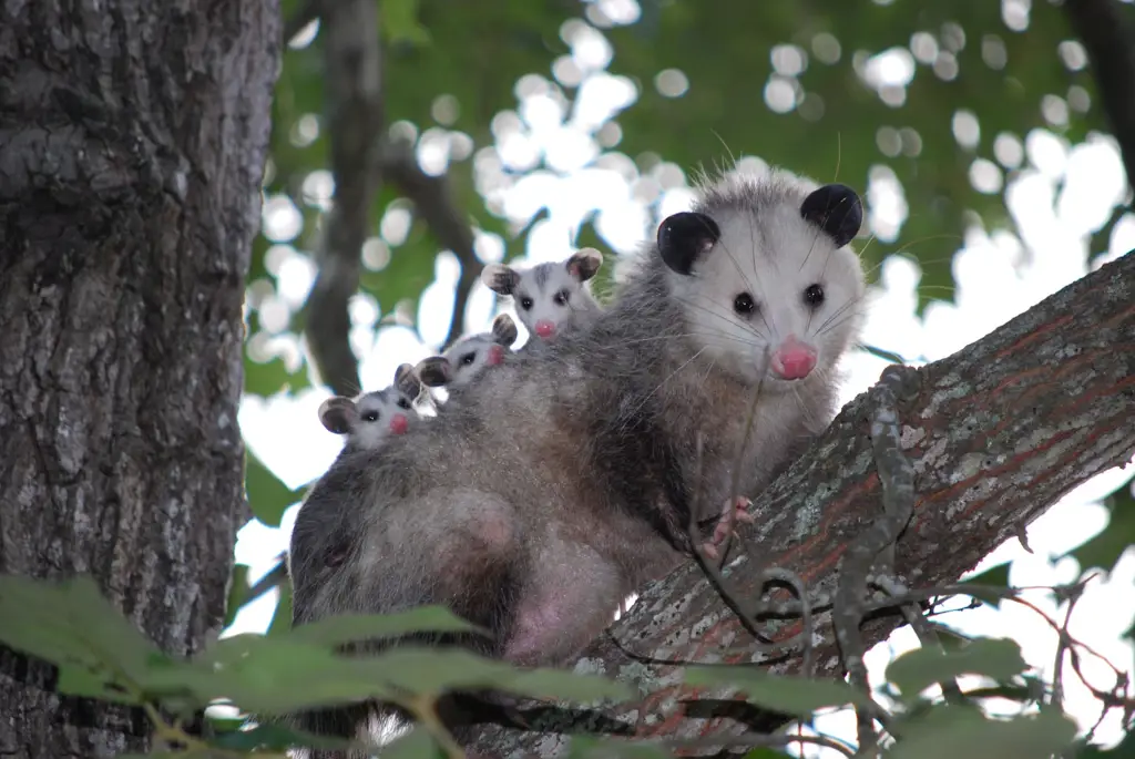 Gambar opossum