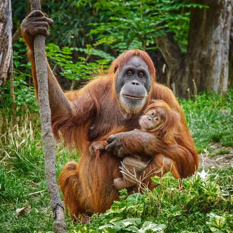 Seekor orangutan di habitatnya