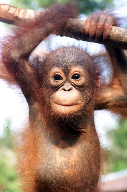 Orangutan di hutan Kalimantan