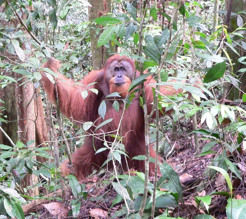 Orangutan Kalimantan