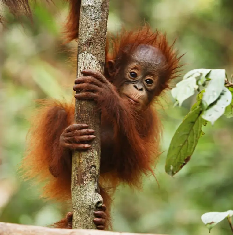 Orangutan, kera besar yang tinggal di hutan hujan