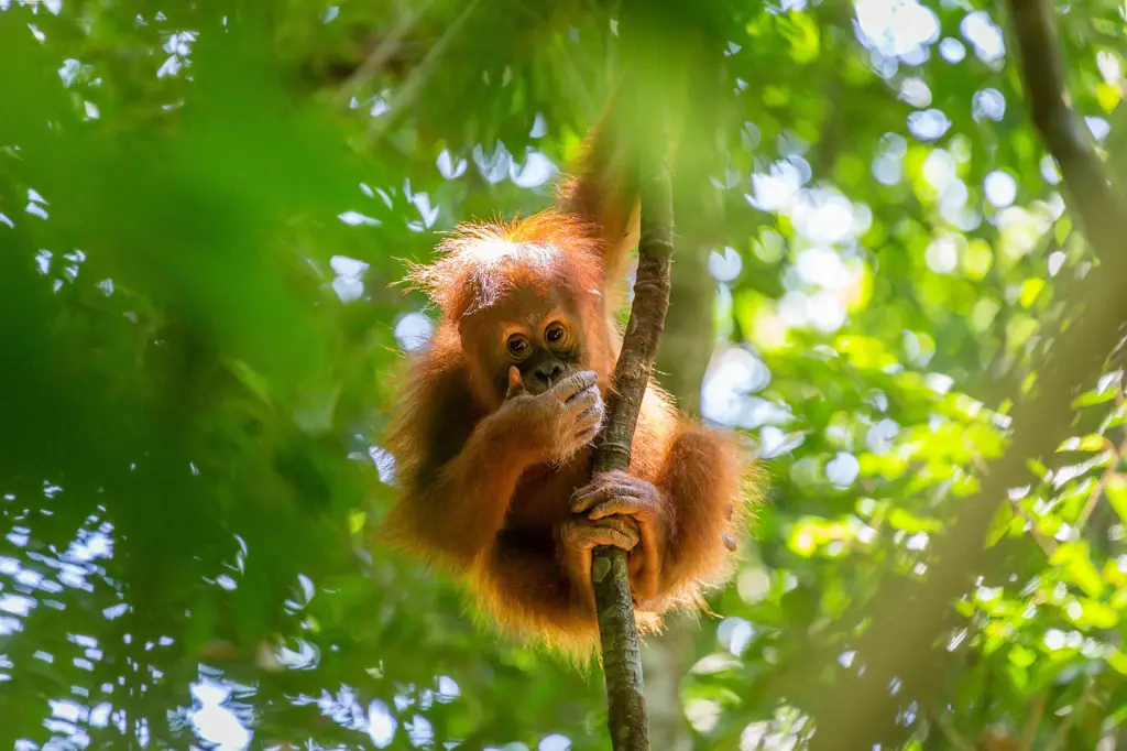 Orangutan Sumatera yang terancam punah