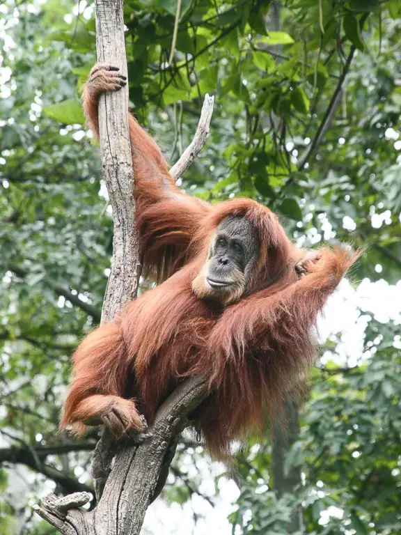 Gambar orangutan sumatera