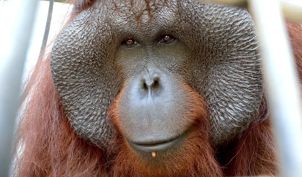 Orangutan di suaka