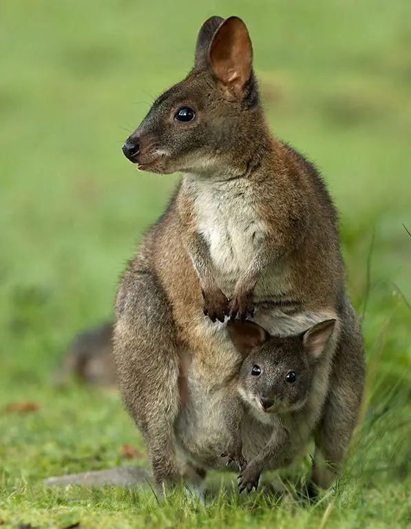 Gambar Pademelon Tasmania