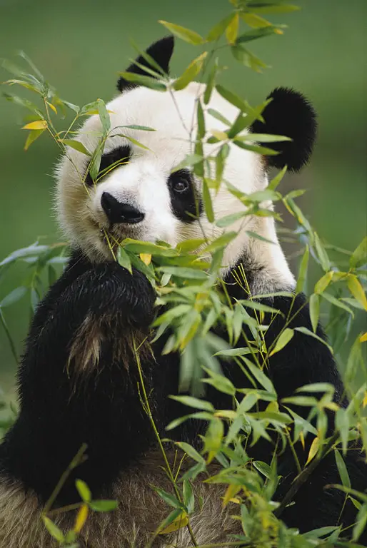 Panda tampak gembira memakan bambu.