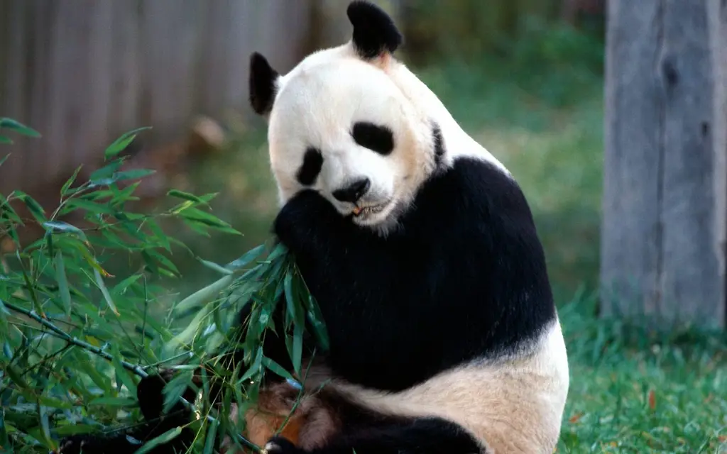 Panda lucu sedang makan bambu