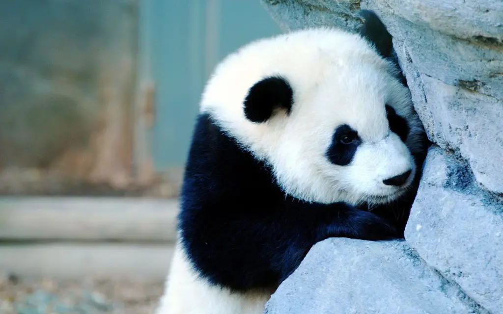 Gambar panda yang lucu