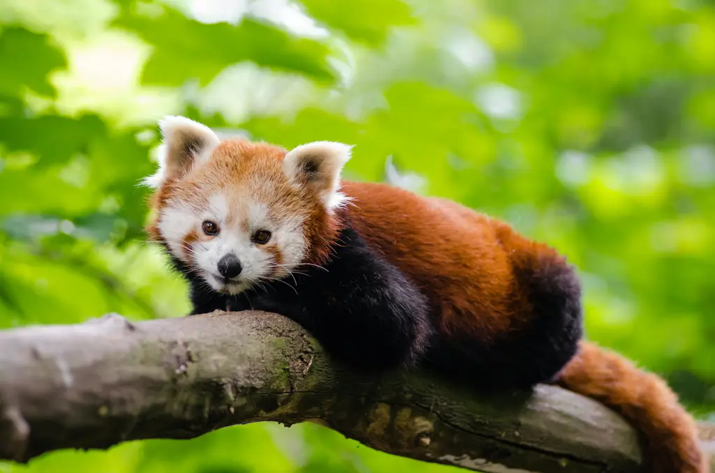 Panda merah yang lucu