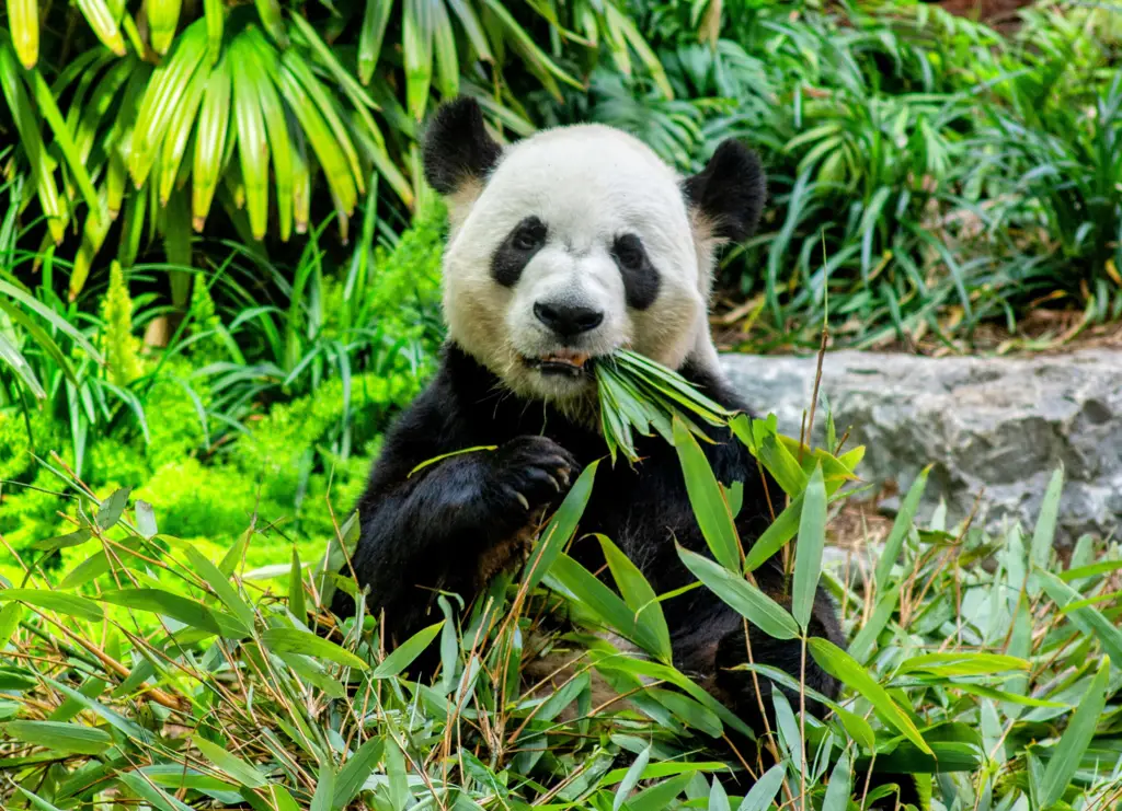 Gambar Panda Raksasa