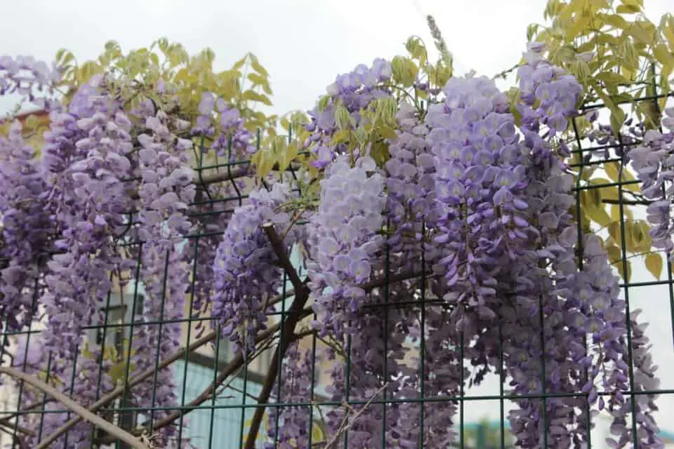 Tips perawatan wisteria di Indonesia