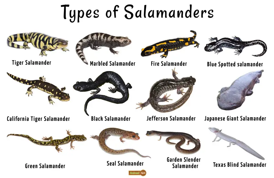 Infografis panduan perawatan salamander