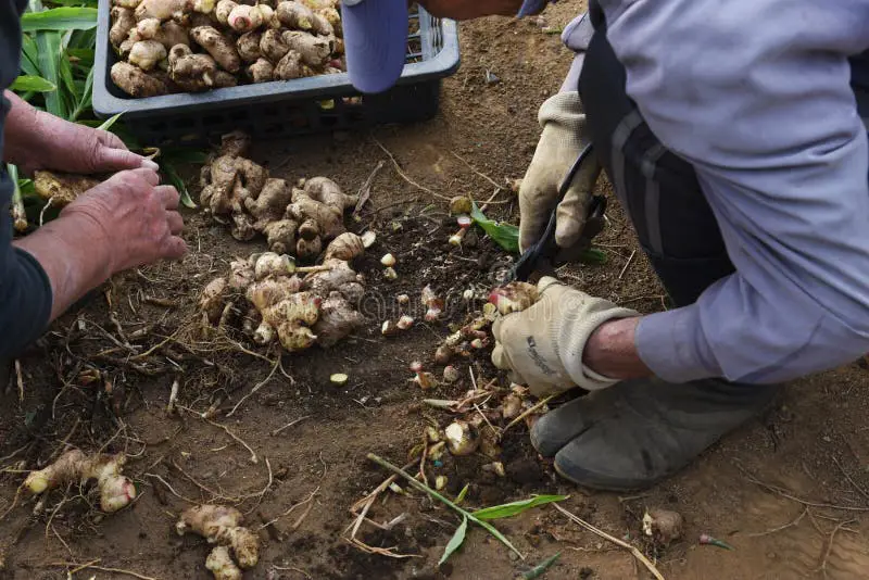 Petani sedang memanen jahe