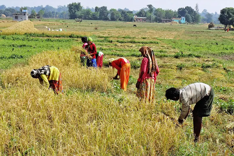 Petani memanen palapa di Lampung