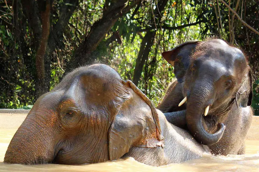 Suaka gajah di Thailand