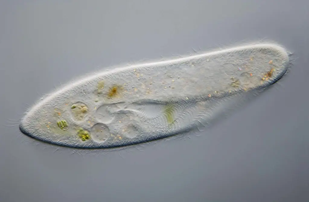 Gambar Paramecium