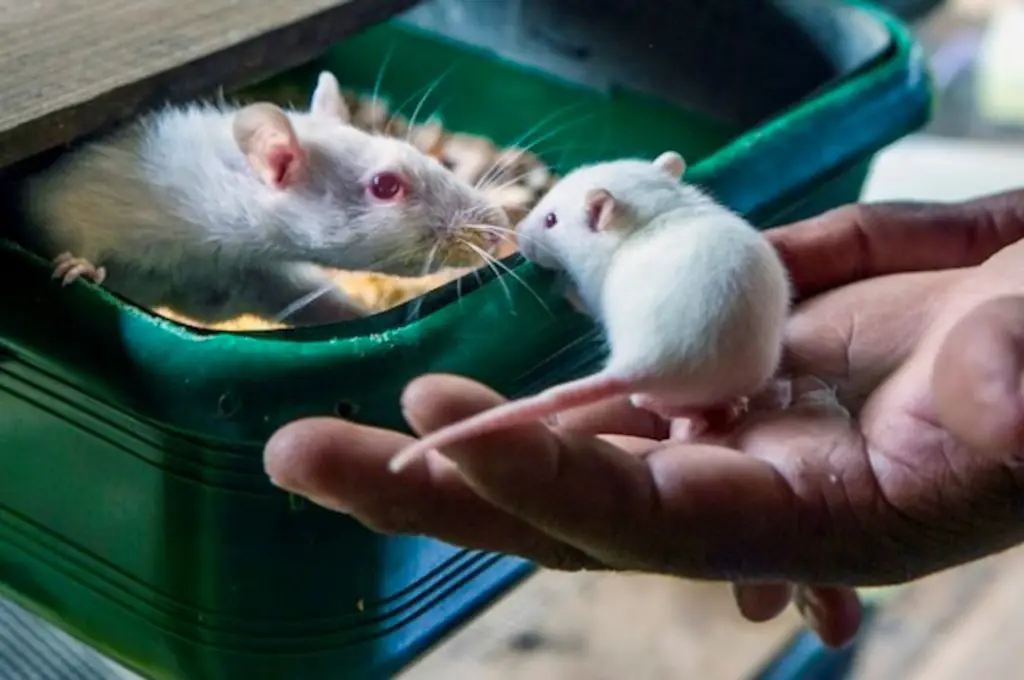 Gambar patologi pada tikus laboratorium