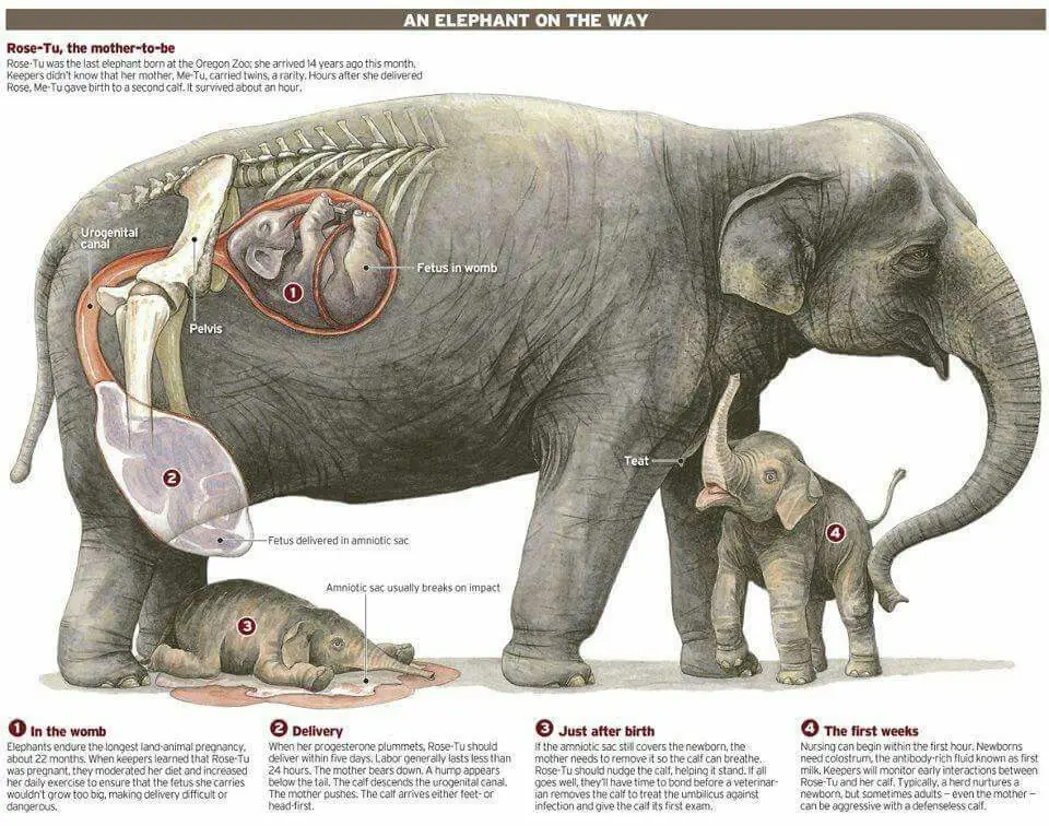 Kelenjar susu gajah