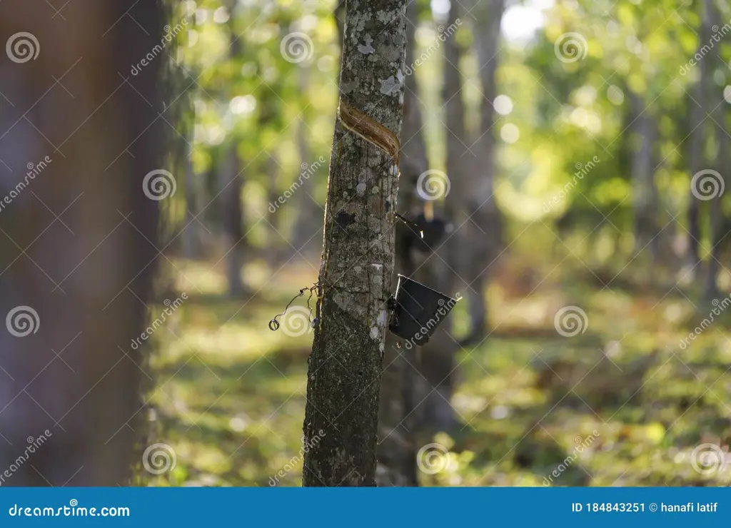 Perkebunan karet di Kamboja