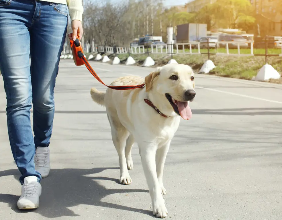 Seorang pawang anjing sedang mengajak anjing berjalan-jalan.