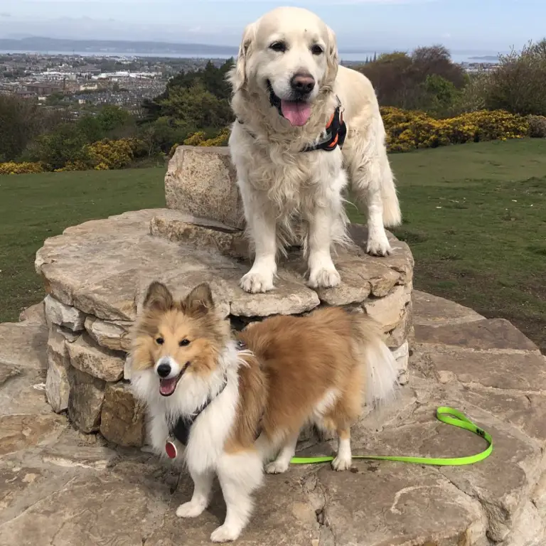 Seorang pawang anjing sedang berjalan-jalan dengan anjing di Edinburgh