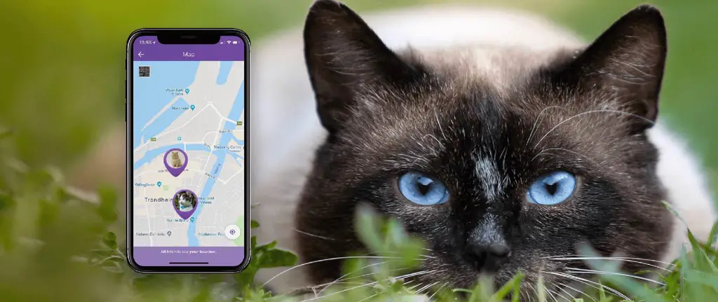 Kucing dengan perangkat pelacak GPS