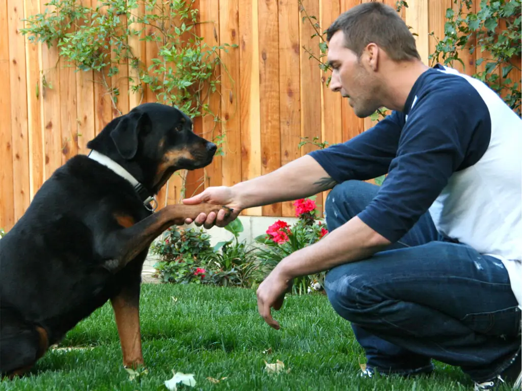 Pelatih anjing yang sedang melatih anjing