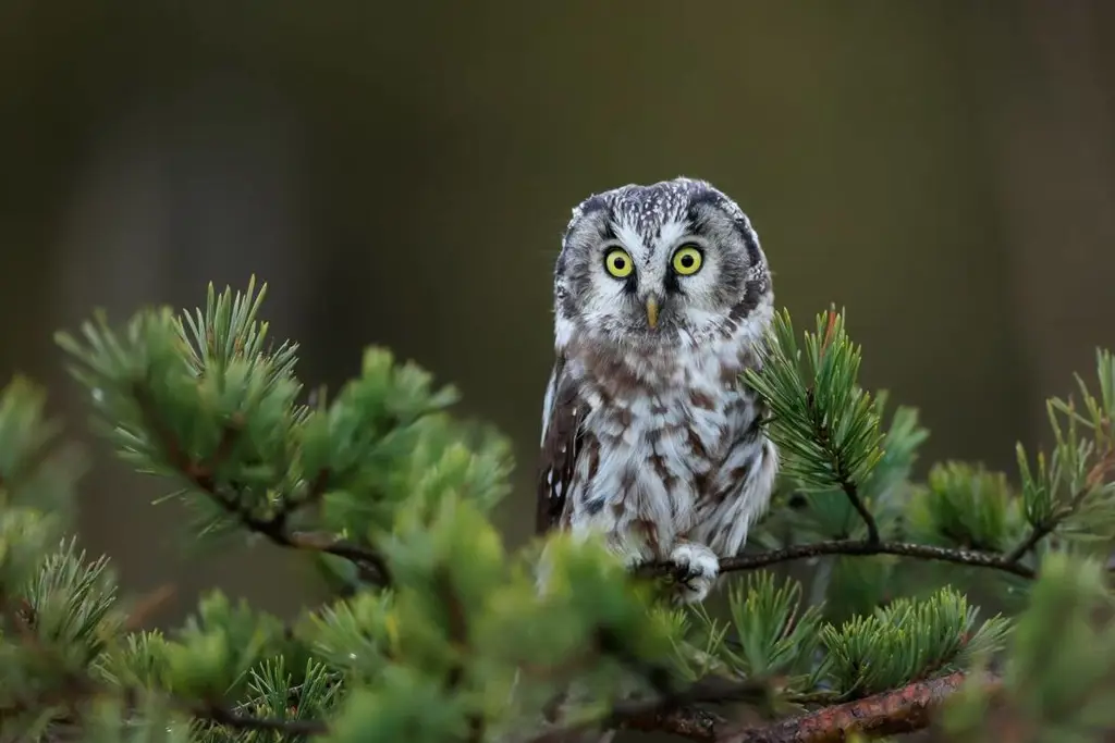 Keindahan alam Republik Ceko yang menjadi latar belakang Czech Hunter