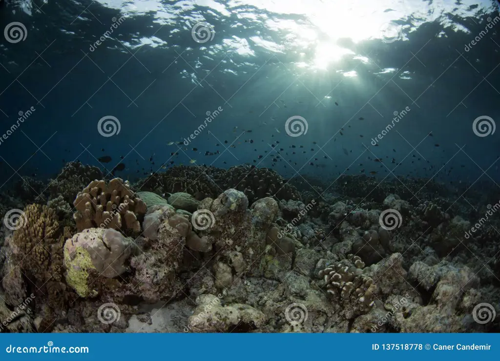 Gambar pemandangan bawah laut yang indah