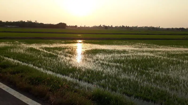 Matahari terbenam di atas sawah