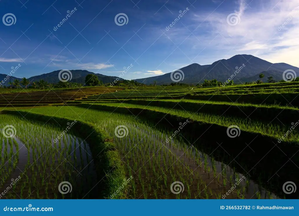 Pemandangan Indonesia dengan gunung dan sawah