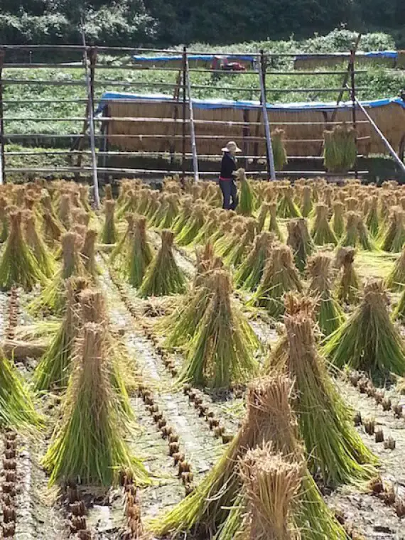 Gambar petani sedang memanen padi di sawah Jepang