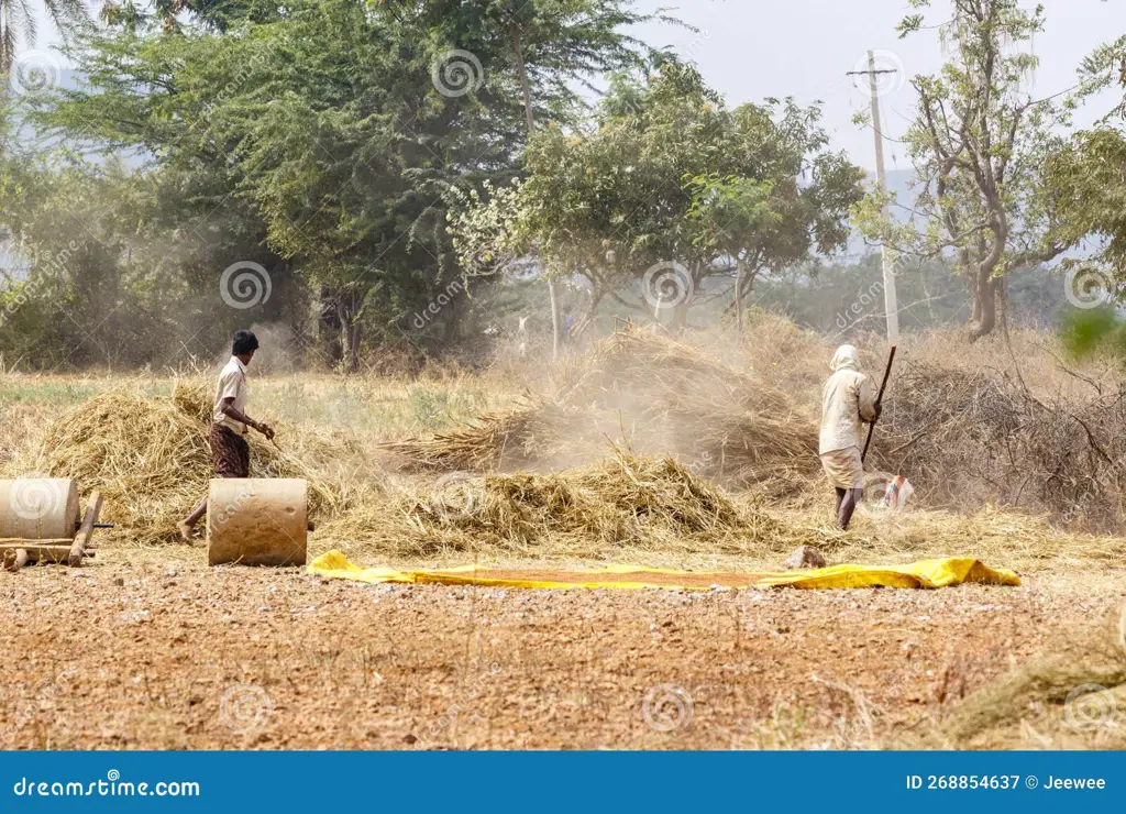 Gambar petani memanen rumput untuk pakan ternak