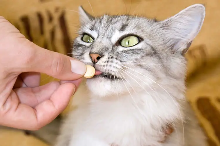 Kucing sedang memakan pil