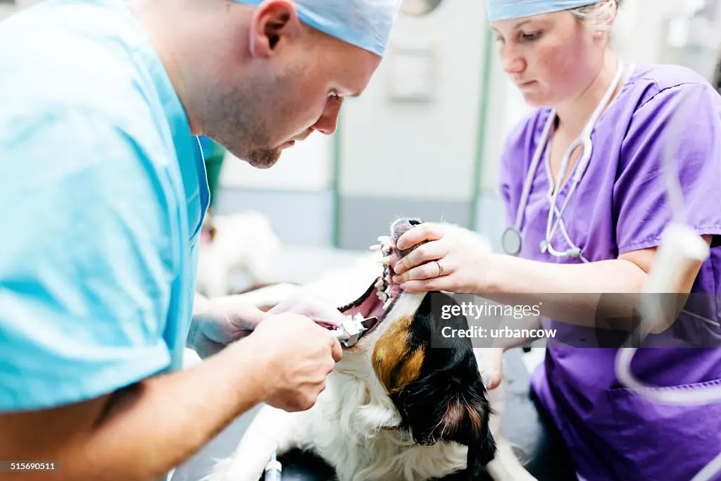 Pemeriksaan Anjing oleh Dokter Hewan Dokter hewan memeriksa seekor anjing