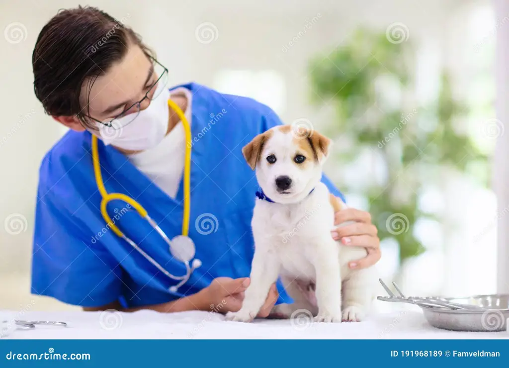 Dokter hewan memeriksa anjing