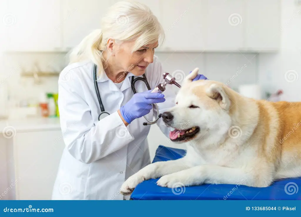 Dokter hewan memeriksa seekor anjing di Benning Animal Hospital