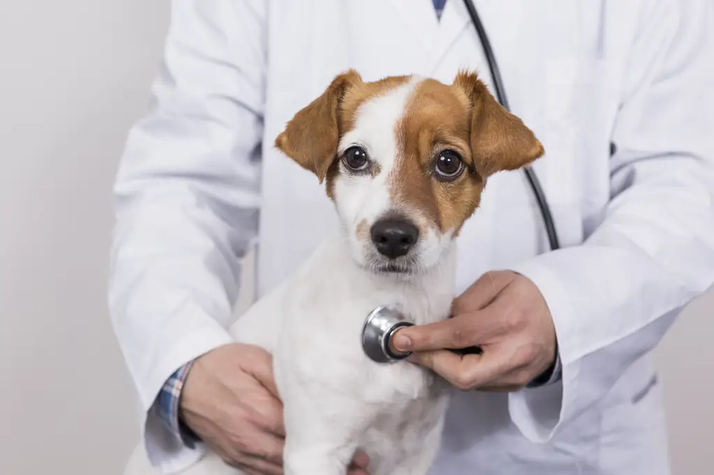 Anjing sedang diperiksa kesehatannya oleh dokter hewan.