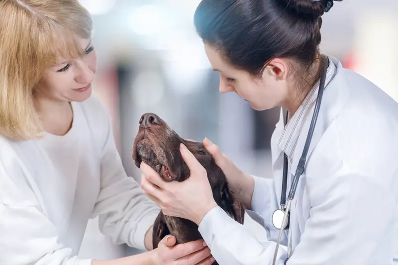 Anjing yang sedang menjalani pemeriksaan kesehatan di klinik hewan