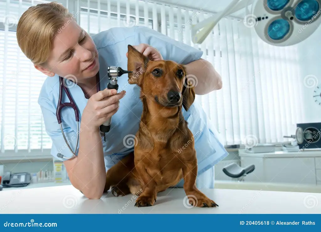 Dokter hewan memeriksa anjing di klinik hewan Calgary