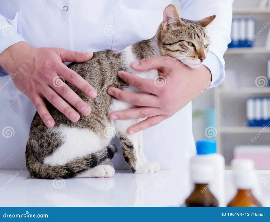 Kucing diperiksa oleh dokter hewan