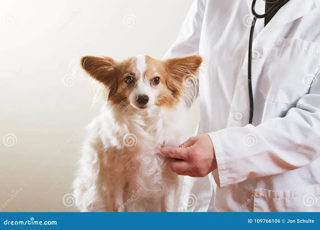 Anjing sedang diperiksa kesehatannya di dokter hewan