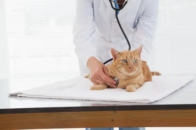 Kucing diperiksa oleh dokter hewan