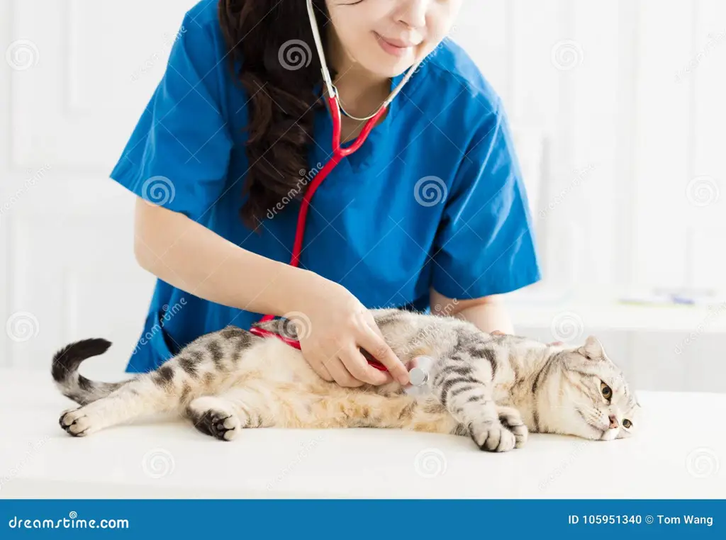 Dokter hewan memeriksa kucing