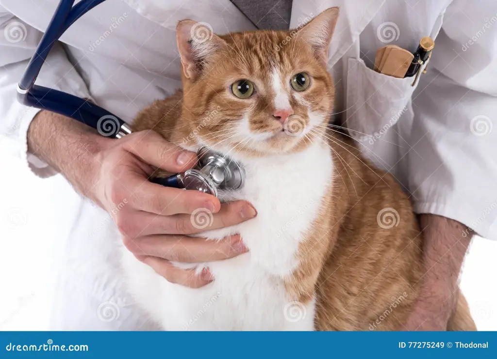 Dokter hewan memeriksa kucing