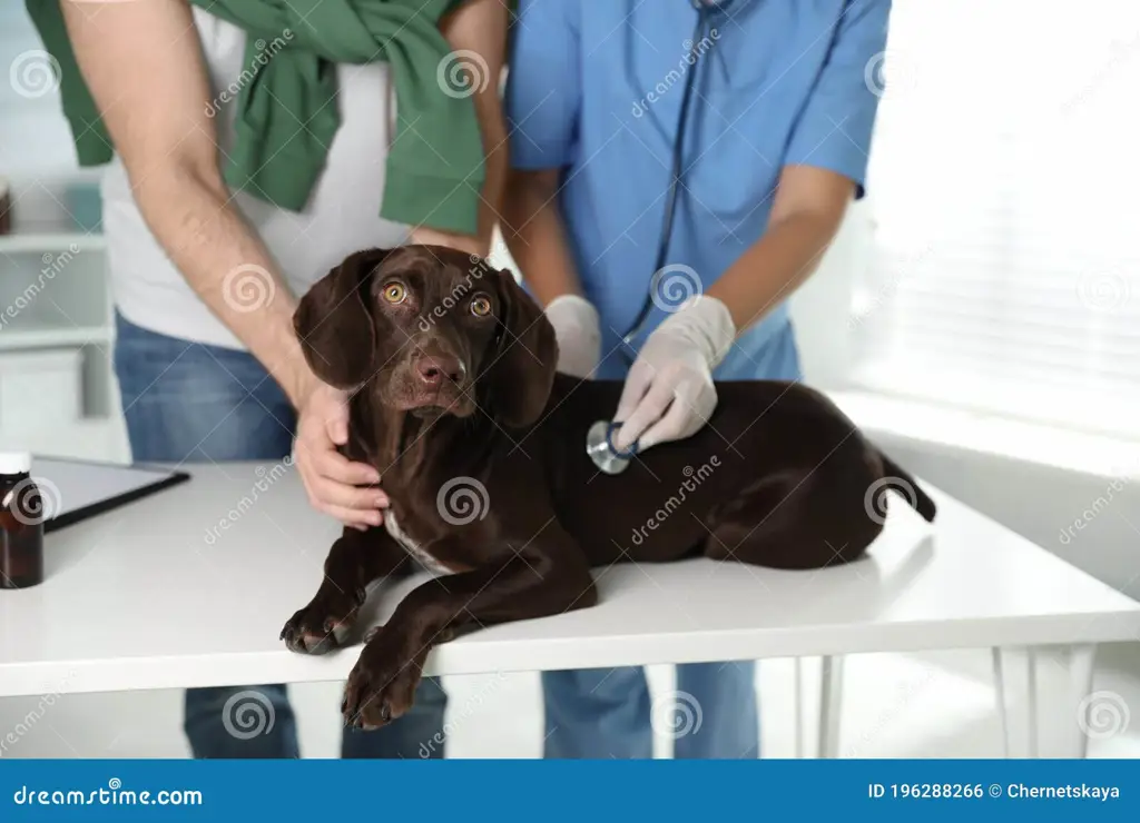 Dokter Hewan Memeriksa Anjing