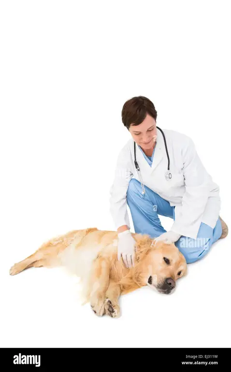 Dokter hewan memeriksa anjing