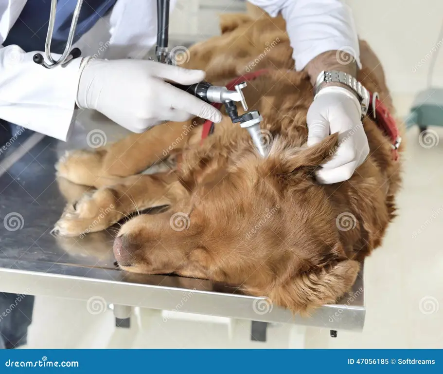 Dokter Hewan memeriksa anjing di Bandar Lampung