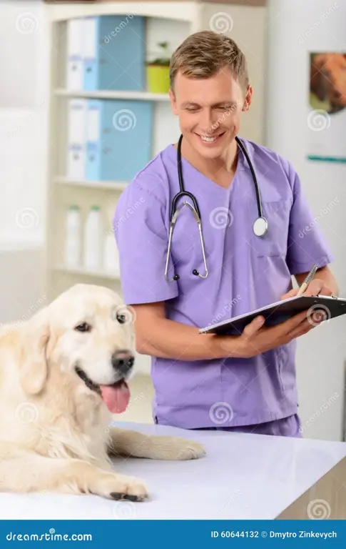 Dokter hewan memeriksa anjing